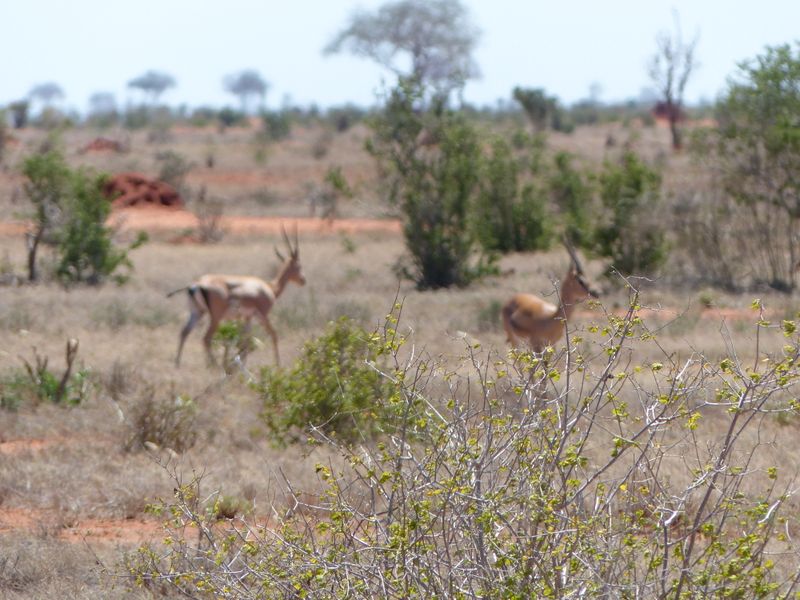 Monitoring view