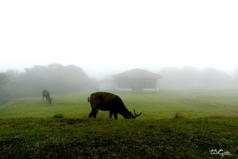 Monitoring view